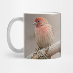 Beautiful House Finch in winter time Mug