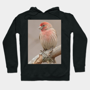 Beautiful House Finch in winter time Hoodie