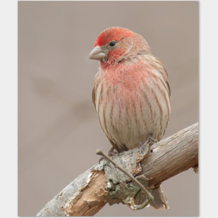 Beautiful House Finch in winter time Posters and Art