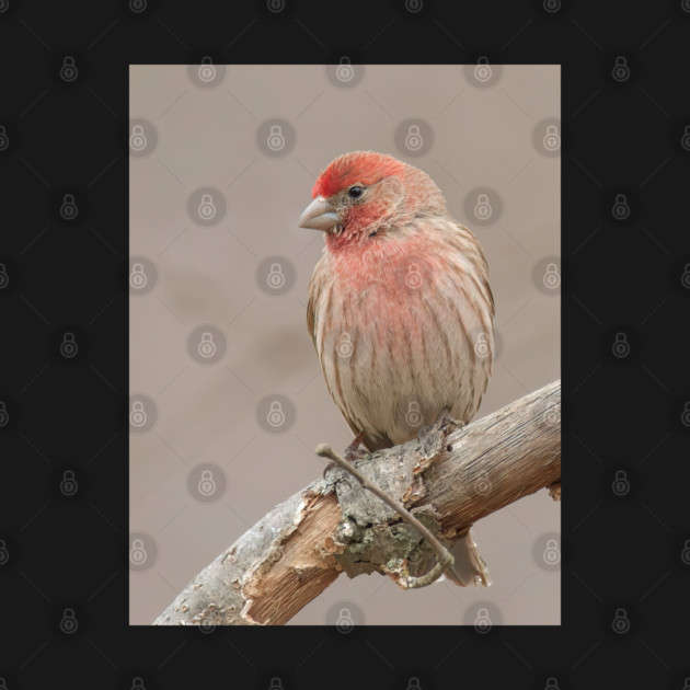 Beautiful House Finch in winter time by BirdsnStuff