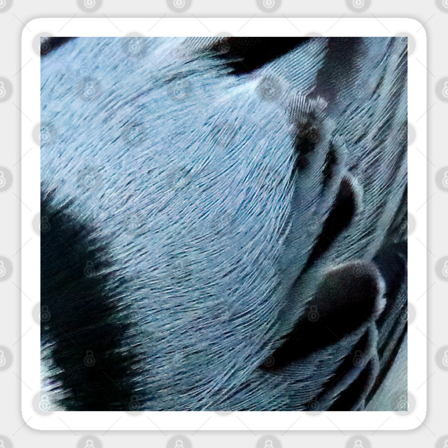 Feathers of a White Breasted Nuthatch Sticker by BirdsnStuff