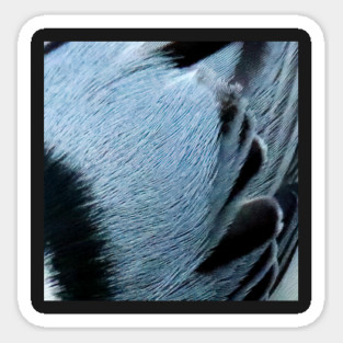 Feathers of a White Breasted Nuthatch Magnet