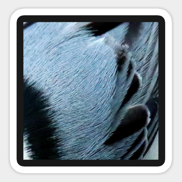 Feathers of a White Breasted Nuthatch Magnet by BirdsnStuff