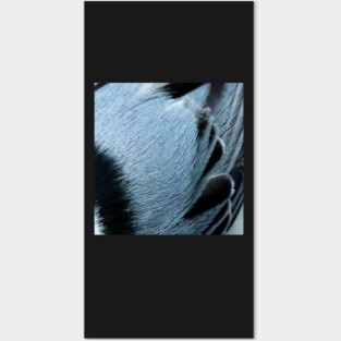 Feathers of a White Breasted Nuthatch Posters and Art