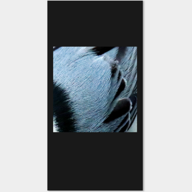 Feathers of a White Breasted Nuthatch Wall Art by BirdsnStuff