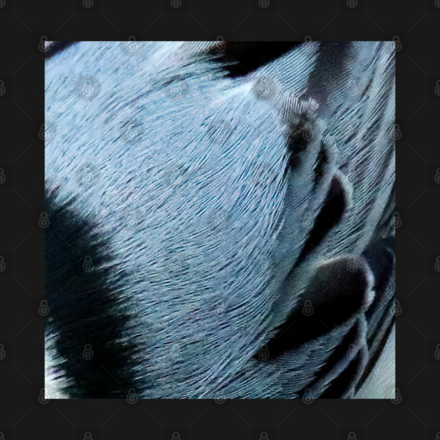 Feathers of a White Breasted Nuthatch by BirdsnStuff