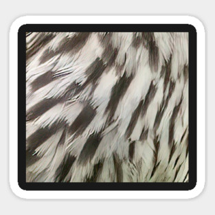 Feathers of a female Red Winged Blackbird Magnet