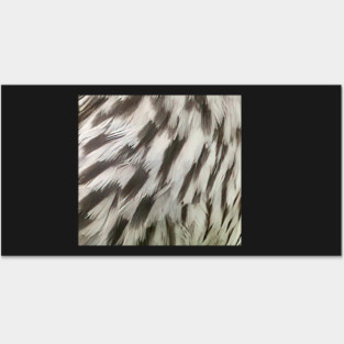 Feathers of a female Red Winged Blackbird Posters and Art