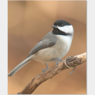 Carolina Chickadee Posters and Art