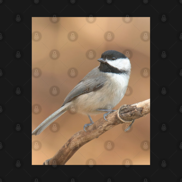 Carolina Chickadee by BirdsnStuff