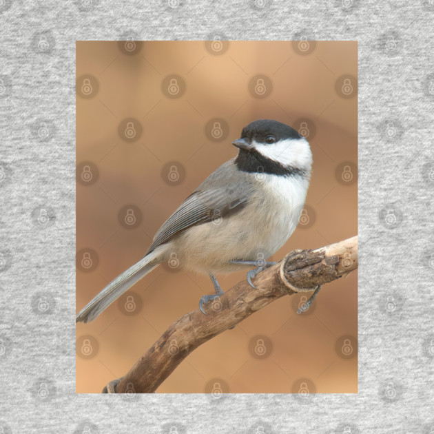 Carolina Chickadee by BirdsnStuff