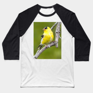 American Goldfinch2 Baseball T-Shirt
