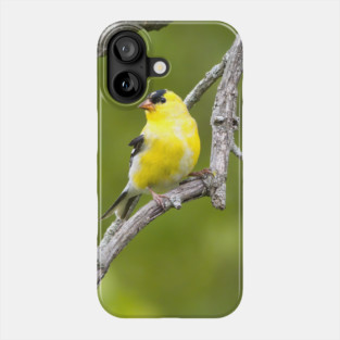 American Goldfinch2 Phone Case