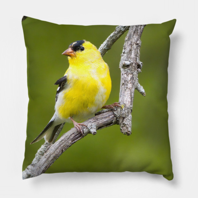American Goldfinch2 Pillow by BirdsnStuff