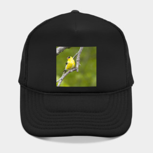 American Goldfinch2 Hat