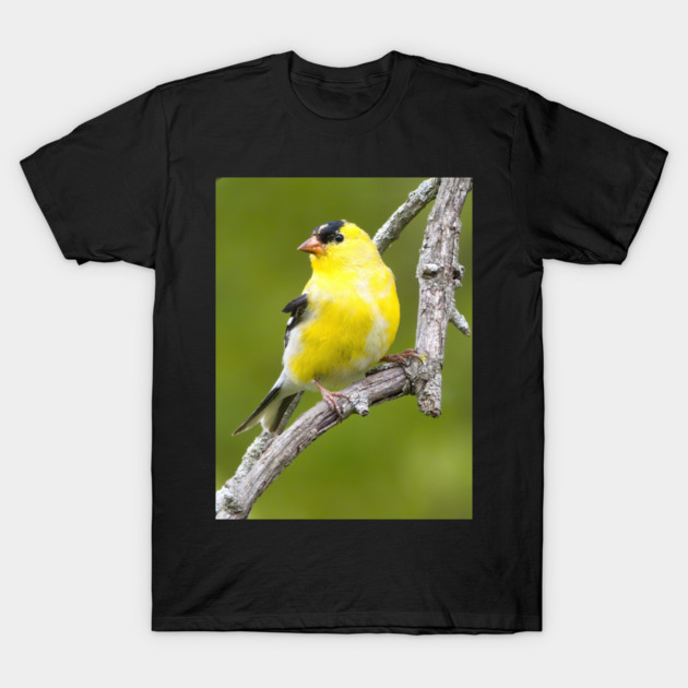 American Goldfinch2 T-Shirt by BirdsnStuff