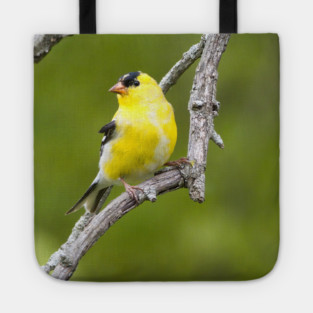 American Goldfinch2 Tote