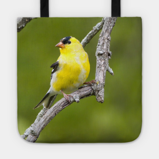 American Goldfinch2 Tote by BirdsnStuff