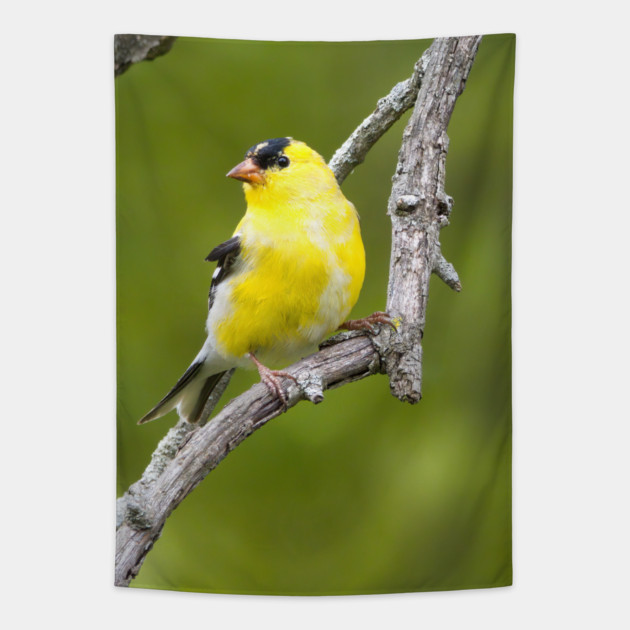 American Goldfinch2 Tapestry by BirdsnStuff