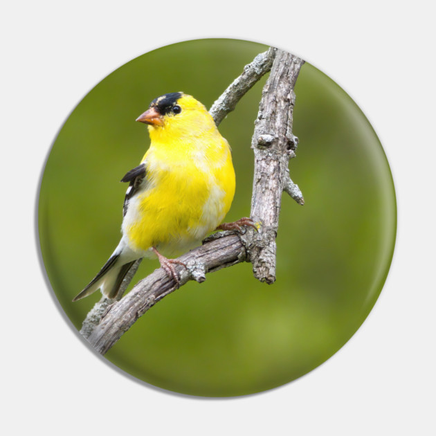 American Goldfinch2 Pin by BirdsnStuff