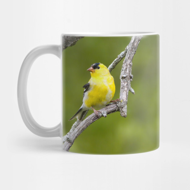 American Goldfinch2 by BirdsnStuff