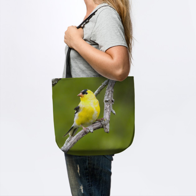 American Goldfinch2 by BirdsnStuff