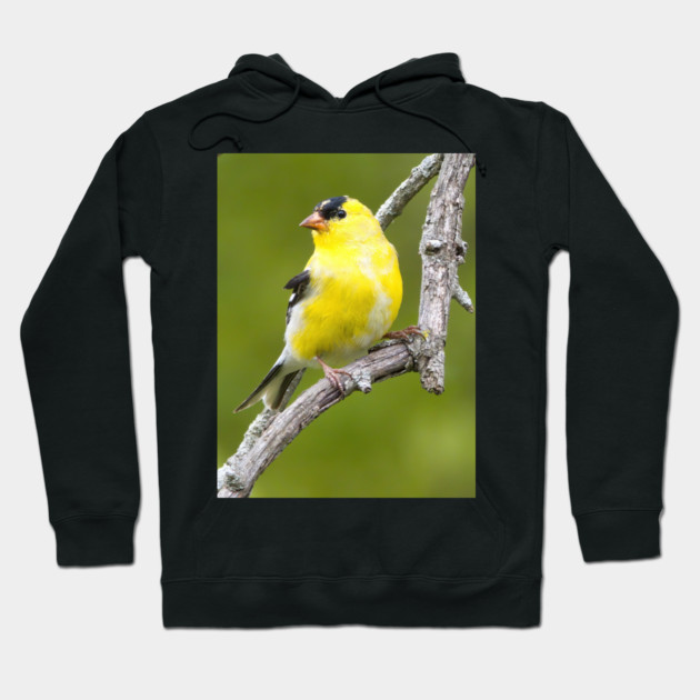 American Goldfinch2 Hoodie by BirdsnStuff