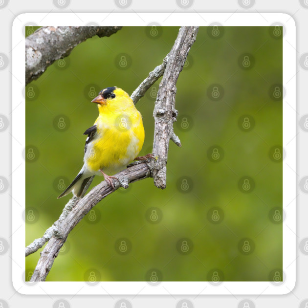 American Goldfinch2 Sticker by BirdsnStuff