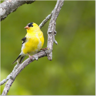 American Goldfinch2 Posters and Art