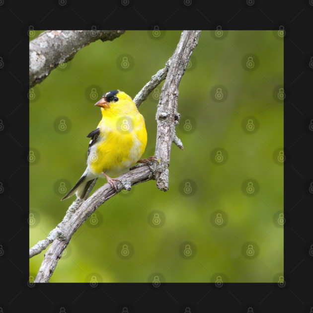 American Goldfinch2 by BirdsnStuff