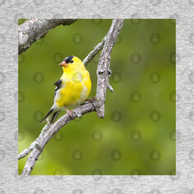 American Goldfinch2 by BirdsnStuff