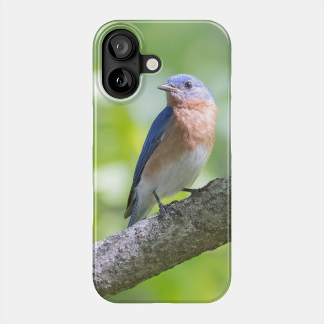 Eastern Bluebird on a nice summer day Phone Case by BirdsnStuff