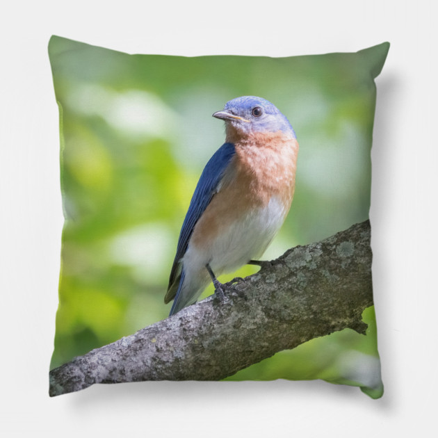 Eastern Bluebird on a nice summer day Pillow by BirdsnStuff