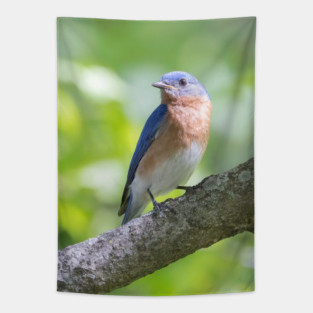 Eastern Bluebird on a nice summer day Tapestry