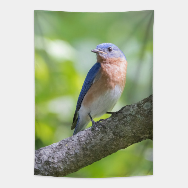 Eastern Bluebird on a nice summer day Tapestry by BirdsnStuff