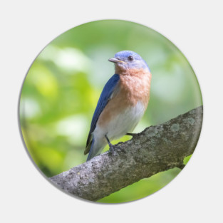 Eastern Bluebird on a nice summer day Pin