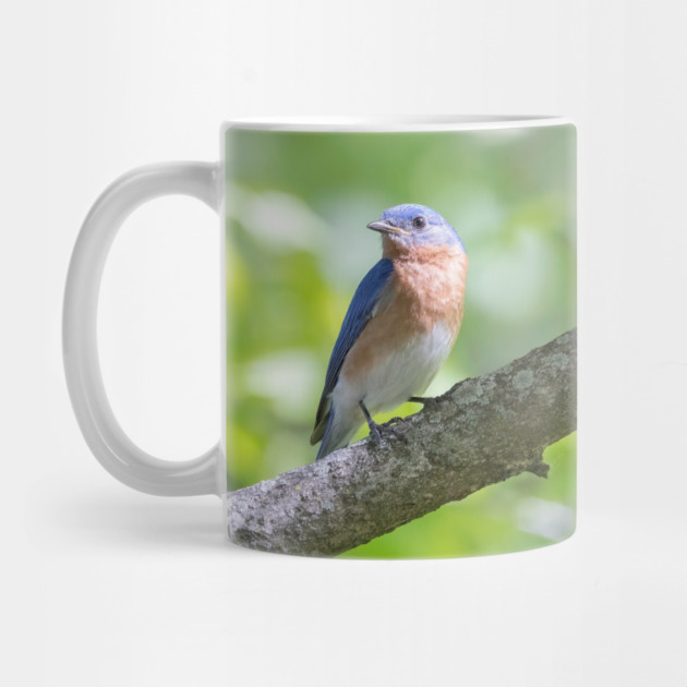 Eastern Bluebird on a nice summer day by BirdsnStuff