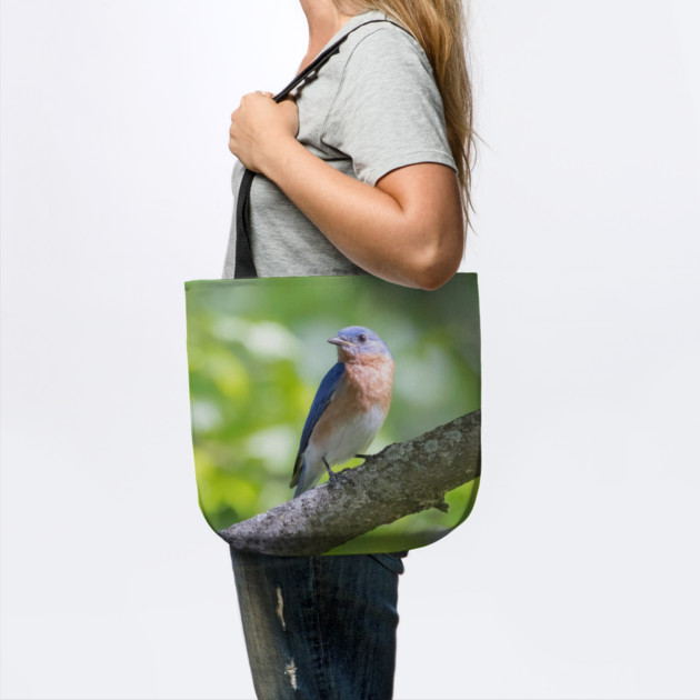 Eastern Bluebird on a nice summer day by BirdsnStuff