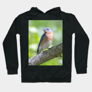 Eastern Bluebird on a nice summer day Hoodie