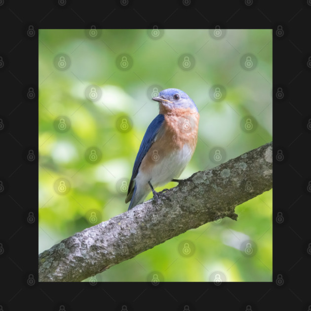 Eastern Bluebird on a nice summer day by BirdsnStuff