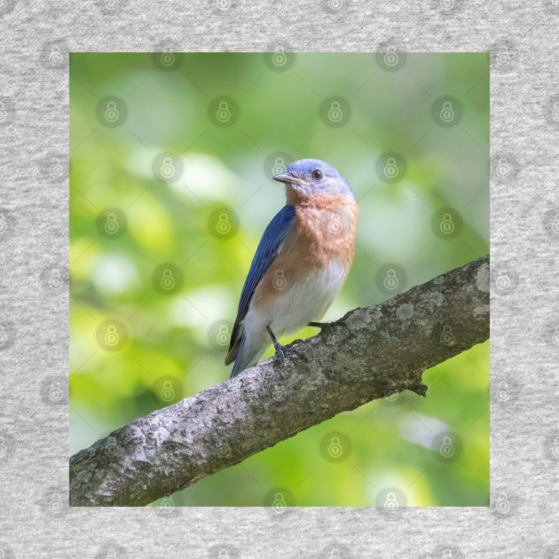 Eastern Bluebird on a nice summer day by BirdsnStuff