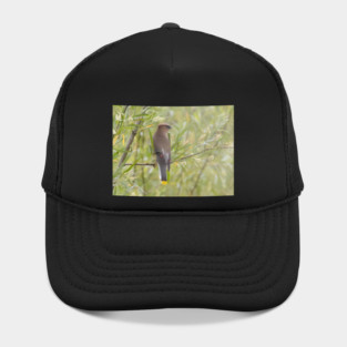 Cedar Waxwing in a tree Hat