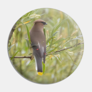 Cedar Waxwing in a tree Pin