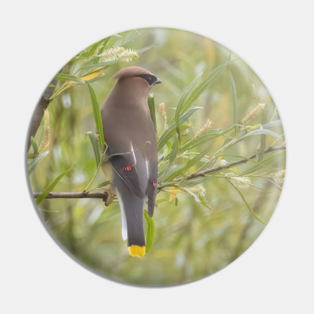 Cedar Waxwing in a tree Pin by BirdsnStuff
