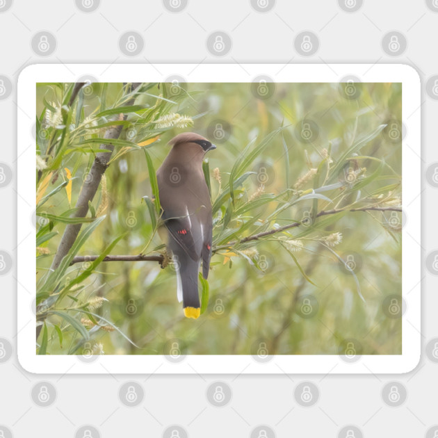 Cedar Waxwing in a tree Sticker by BirdsnStuff