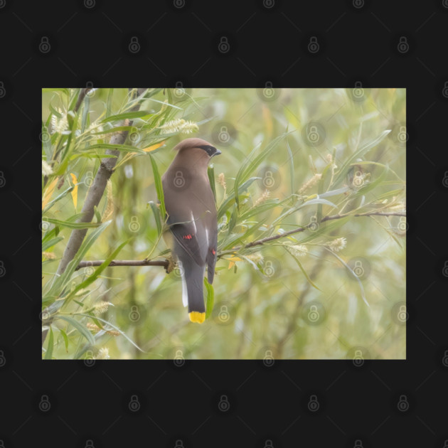 Cedar Waxwing in a tree by BirdsnStuff