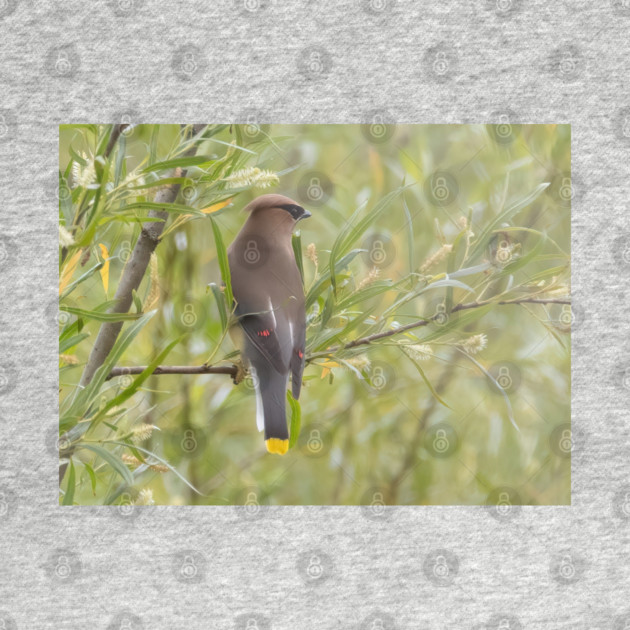 Cedar Waxwing in a tree by BirdsnStuff