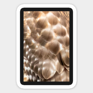 Feathers of a Red Shouldered Hawk Magnet