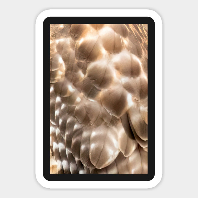 Feathers of a Red Shouldered Hawk Magnet by BirdsnStuff