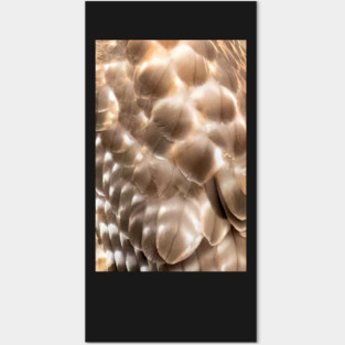 Feathers of a Red Shouldered Hawk Posters and Art
